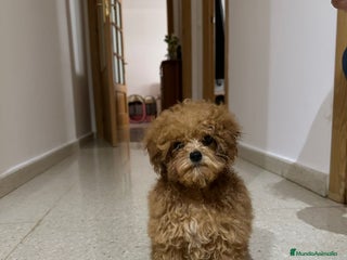 Caniche Toy perros - Anuncio 17