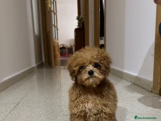 Caniche Toy perros Caniche toy - Anuncio 24