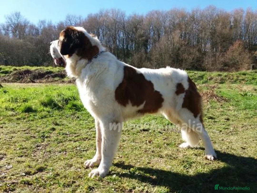 Imagen de galería {{count}}