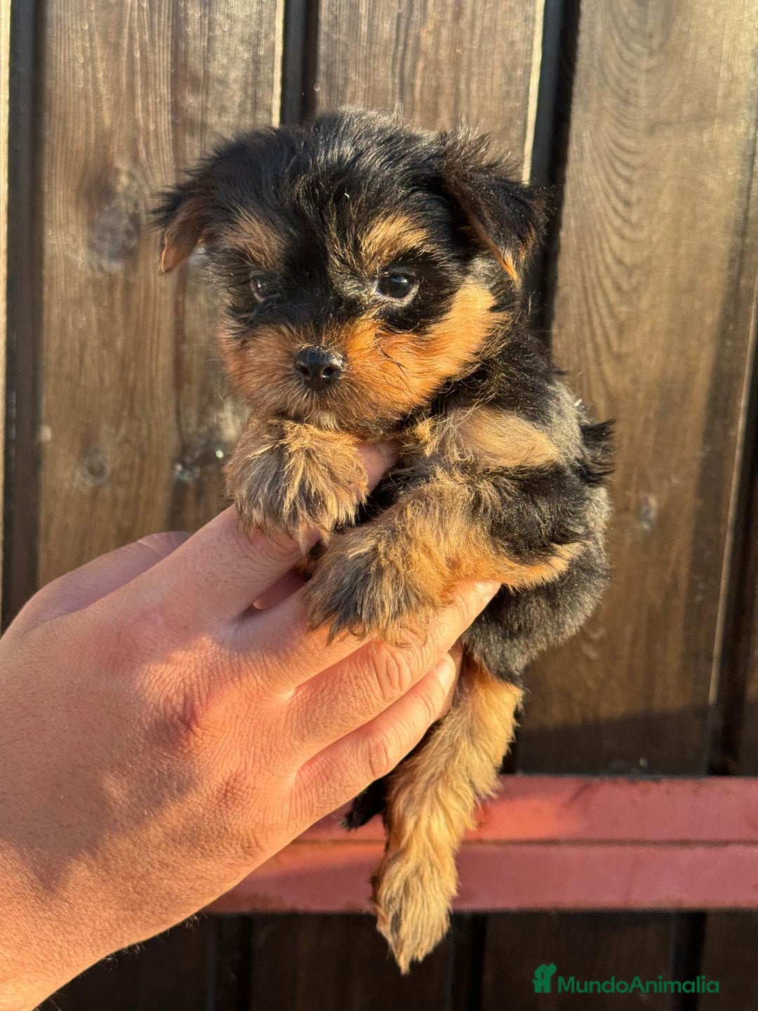 Yorkshire Terrier perros en venta: YORCSHIRE TERROER TOY - Imagen 2