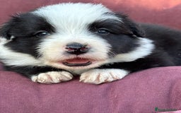 Border Collie perros en venta: Impresionantes Border Colliec - Imagen 4