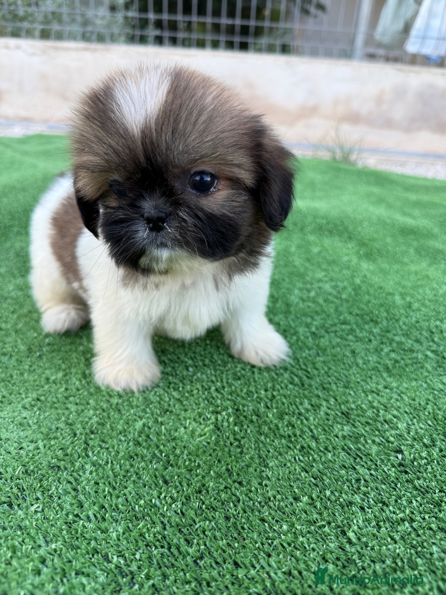 Shih Tzu perros Cachorritos Shih Tzu - Anuncio 1