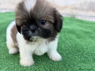 Shih Tzu perros Cachorritos Shih Tzu - Anuncio 1