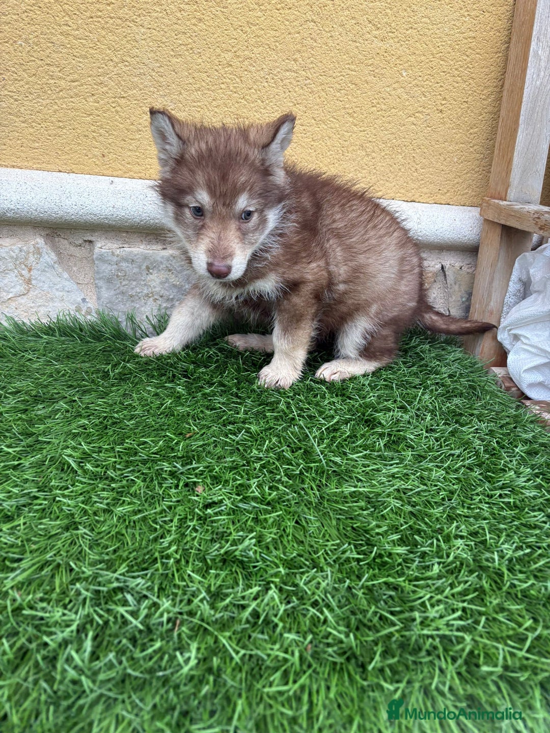 Husky Siberiano perros en venta: Hembra Husky Siberiano roja  - Anuncio 10