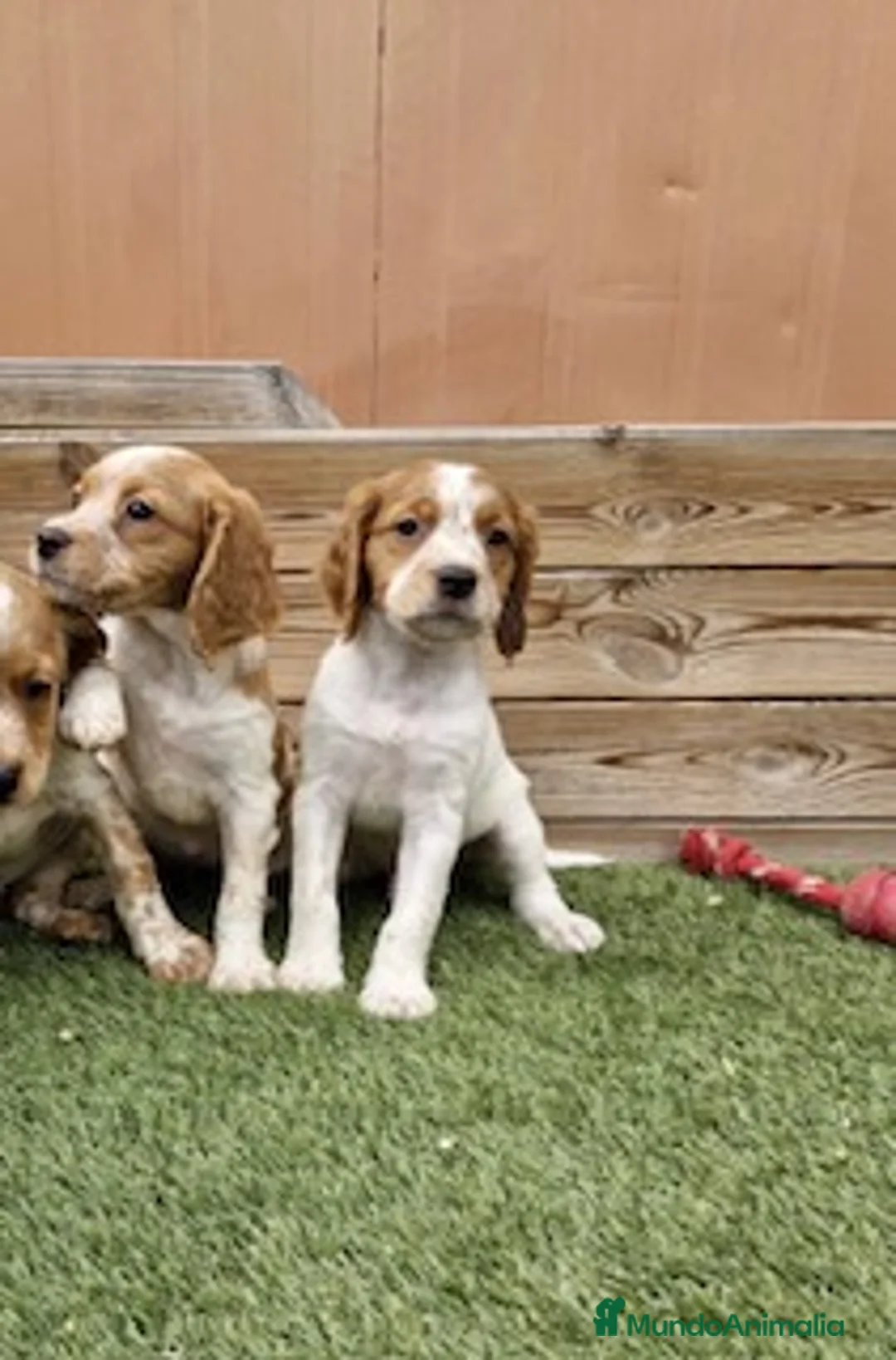 Épagneul Breton perros en venta: BRETON - Anuncio 2