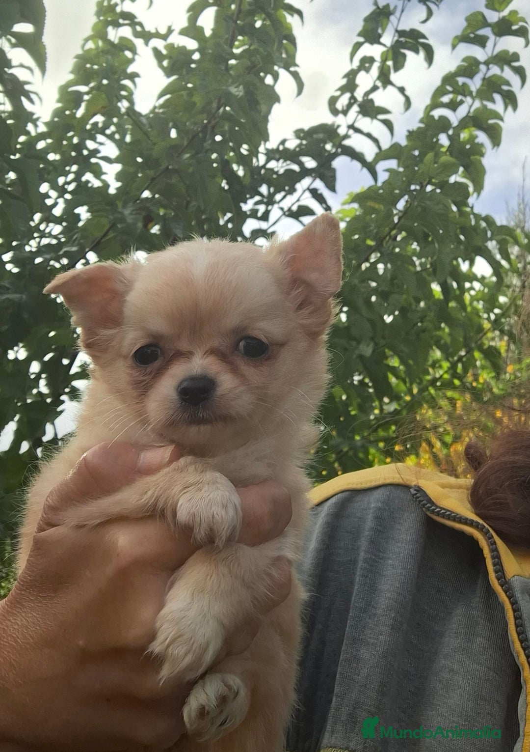 Chihuahua perros en venta: Preciosa chihuahua de pelo largo - Anuncio 3