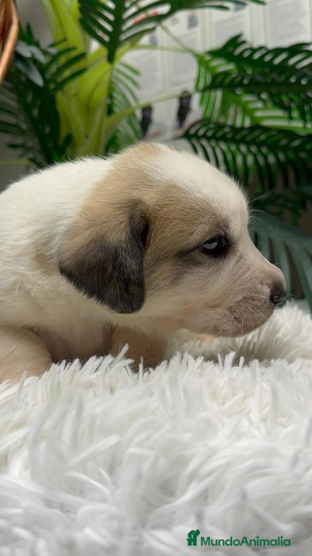 Mastín Español perros en venta: MASTIN ESPAÑOL - Anuncio 8