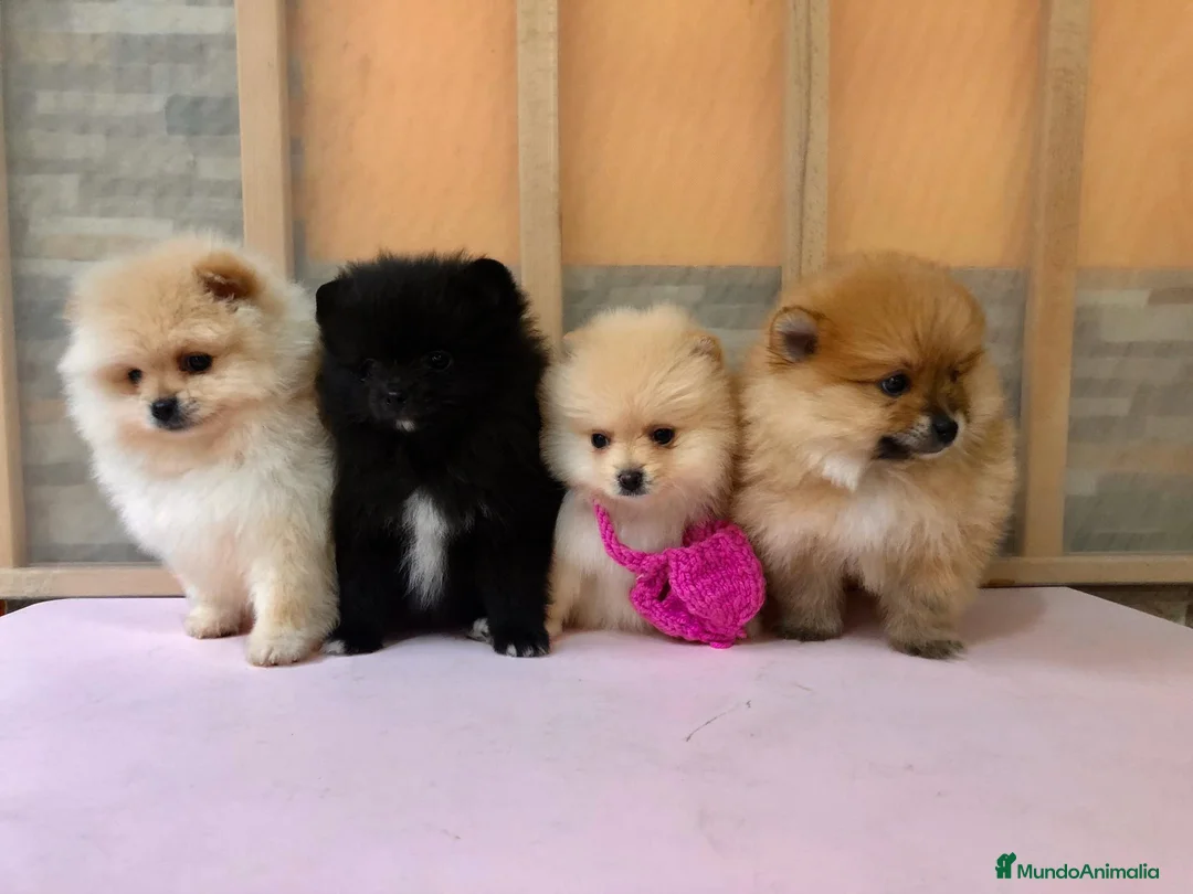 Pomerania perros en venta: Pomerania miniatura  - Anuncio 3