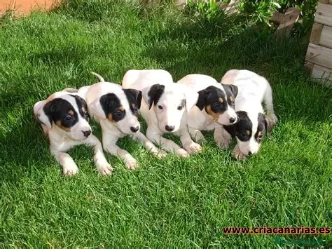 Ratonero Bodeguero Andaluz perros BODEGUERO ANDALUZ - PEQUEÑOS EJEMPLARES - Anuncio 1