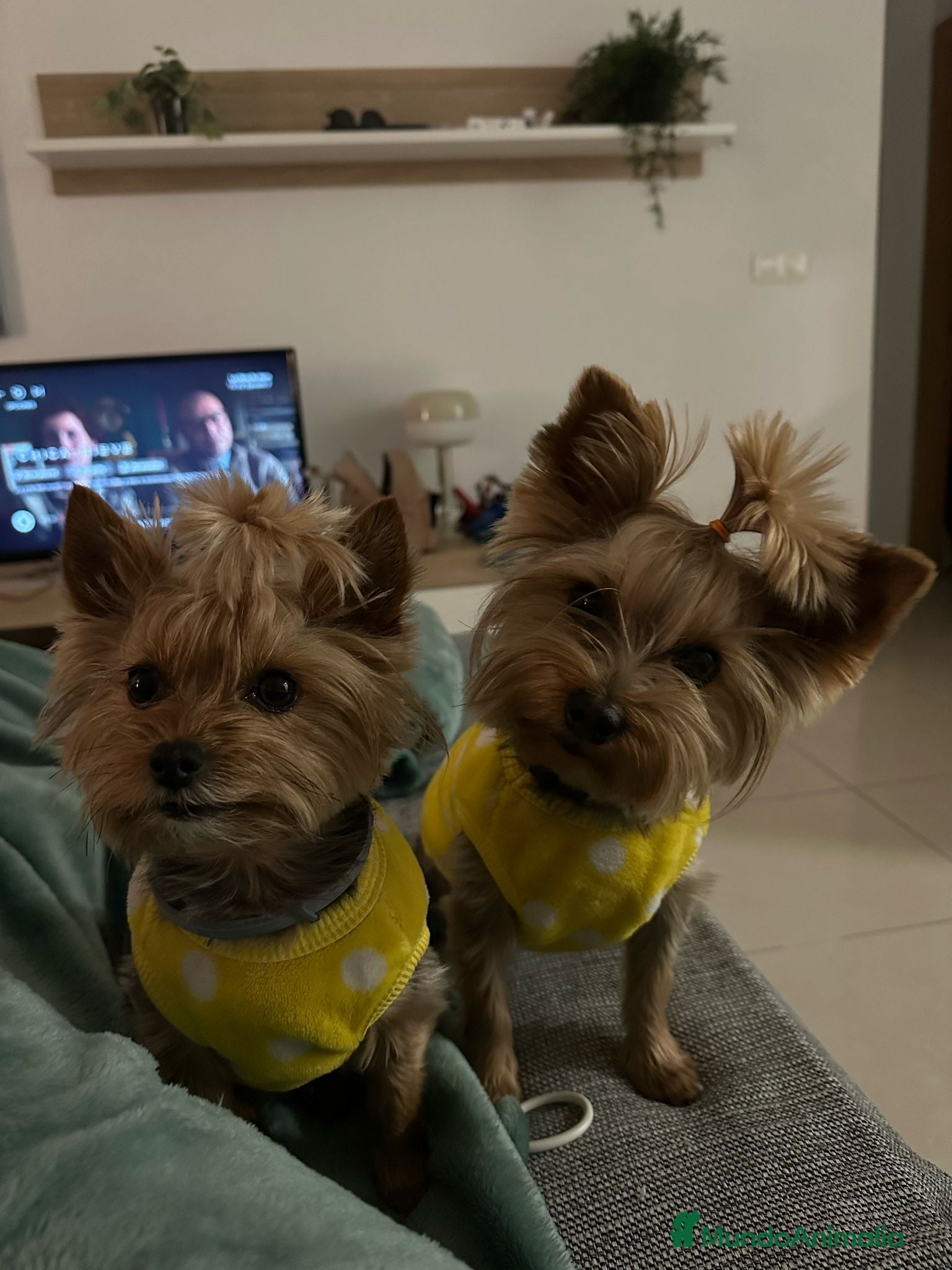 Yorkshire Terrier perros Yorkshire Terrier toy Machos super peques  - Anuncio 1