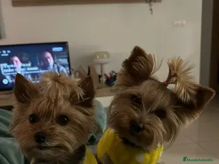 Yorkshire Terrier perros en venta: Yorkshire Terrier toy Machos super peques - Anuncio 2