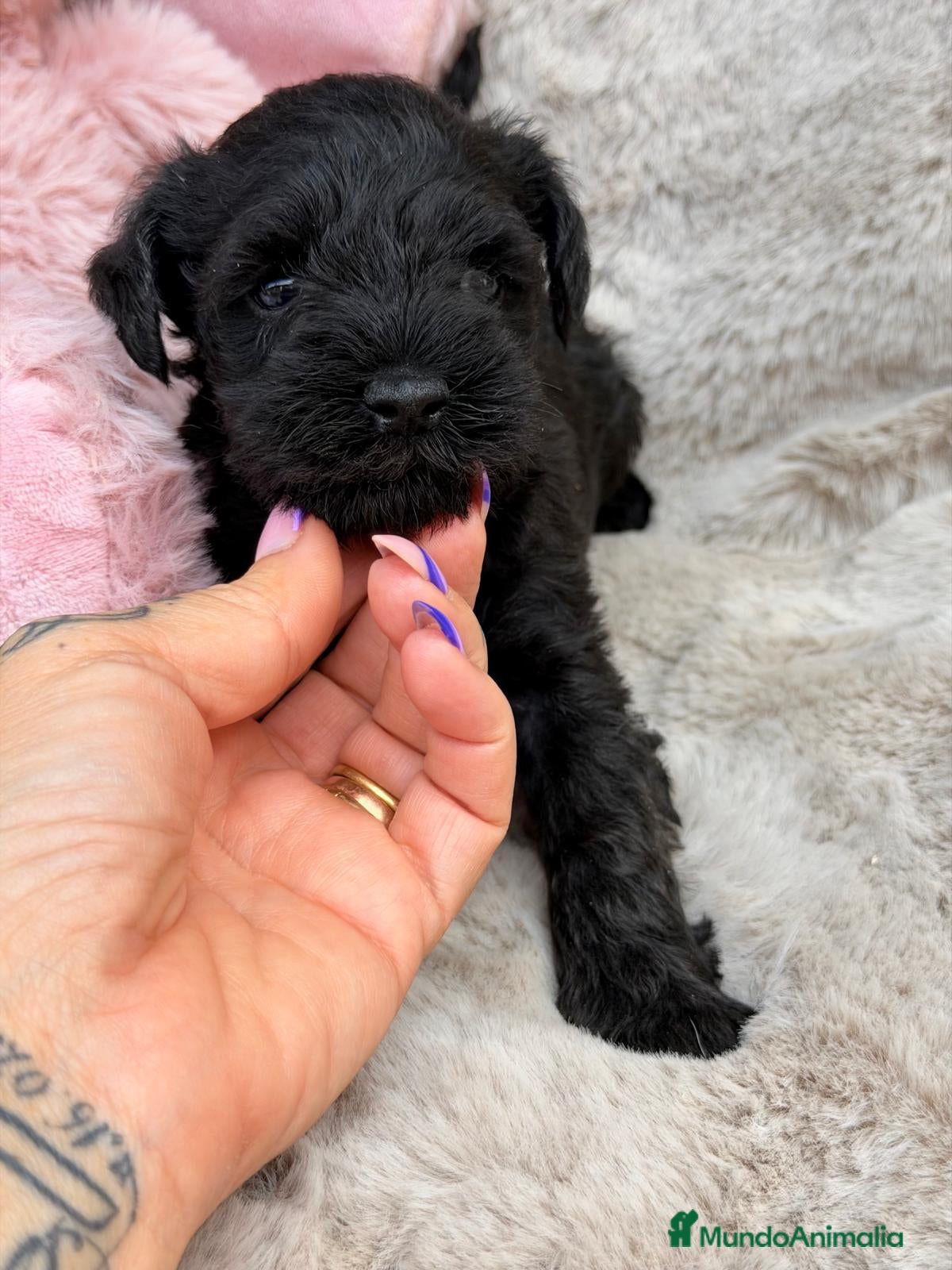 Schnauzer Miniatura perros SCHNAUZER MINIATURA NEGRO - Anuncio 1