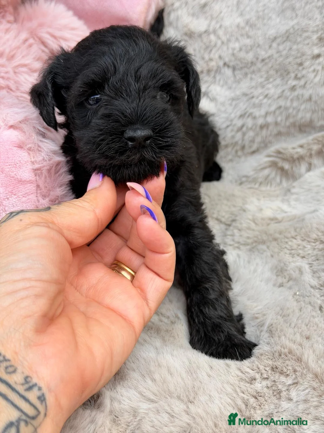Schnauzer Miniatura perros en venta: SCHNAUZER MINIATURA NEGRO - Anuncio 1
