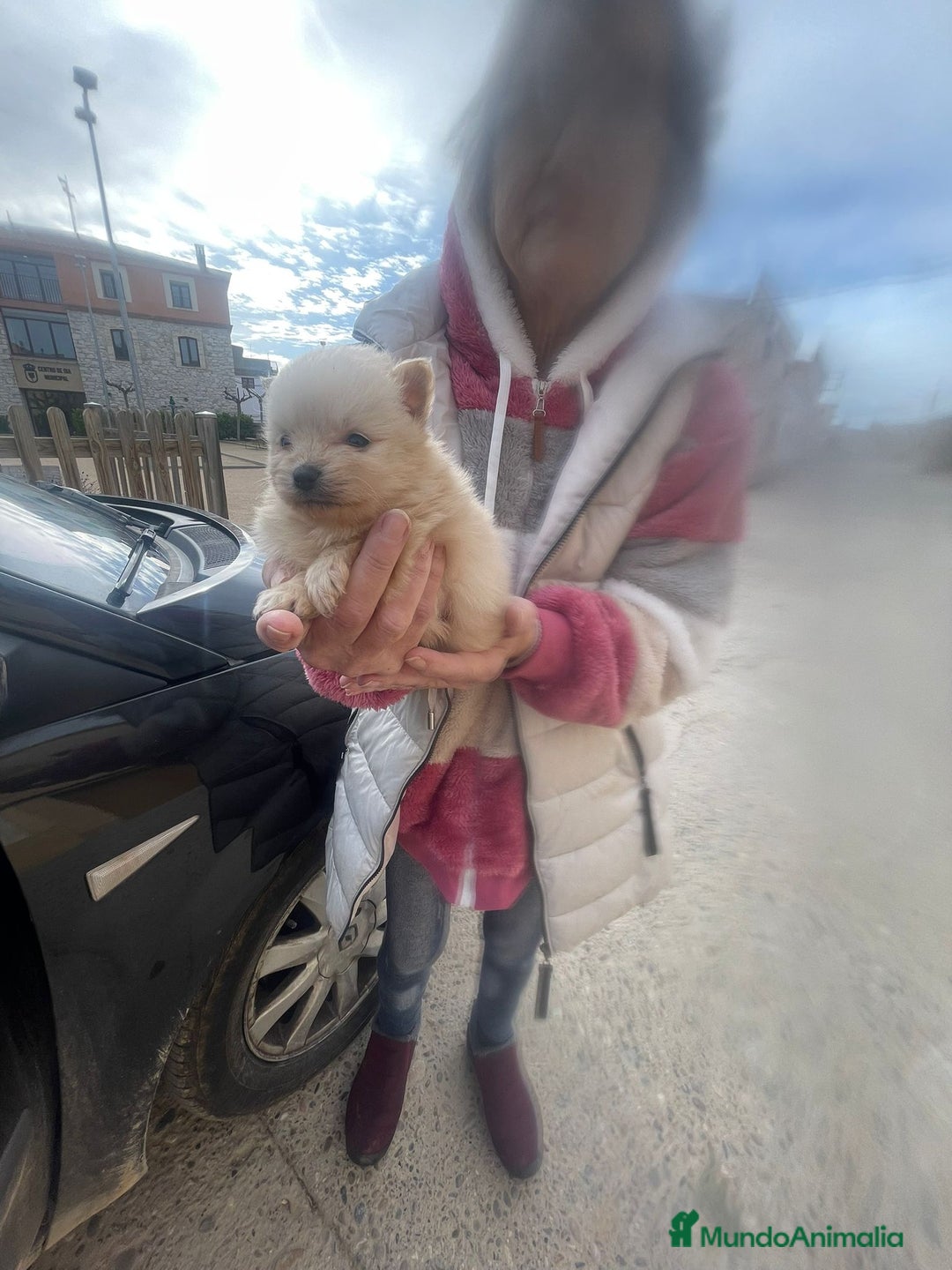 Pomerania perros en venta: Pomerania  - Anuncio 4