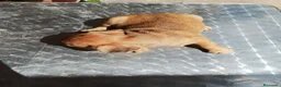 Bulldog Francés perros en venta: BULLDOG FRANCÉS  - Anuncio 6