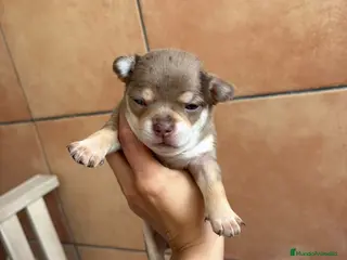 Chihuahua perros Chihuahua chocómerle hembra 🐾🩷 - Anuncio 4