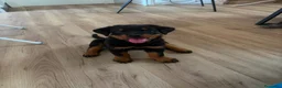 Rottweiler perros en venta: Rottweiler hembra🐾 - Anuncio 5