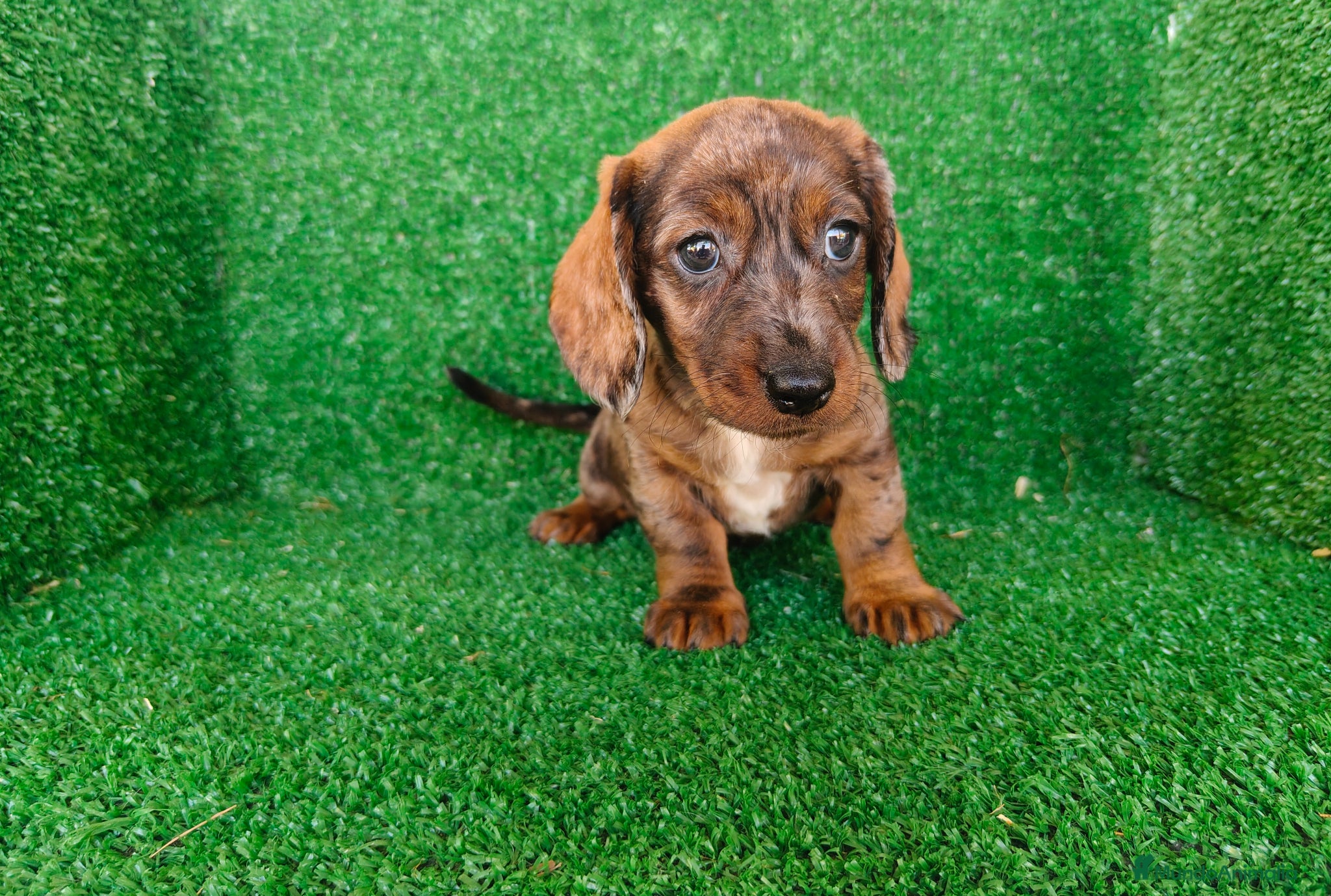 Teckel Miniatura perros en venta: Teckel miniatura  - Anuncio 6