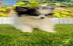 Pomerania perros en venta: POMERANIA HEMBRA ENVIOS A TODA ESPAÑA - Imagen 17
