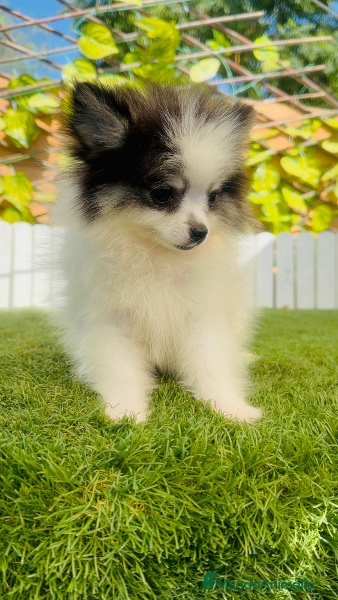 Pomerania perros en venta: POMERANIA HEMBRA ENVIOS A TODA ESPAÑA - Imagen 17
