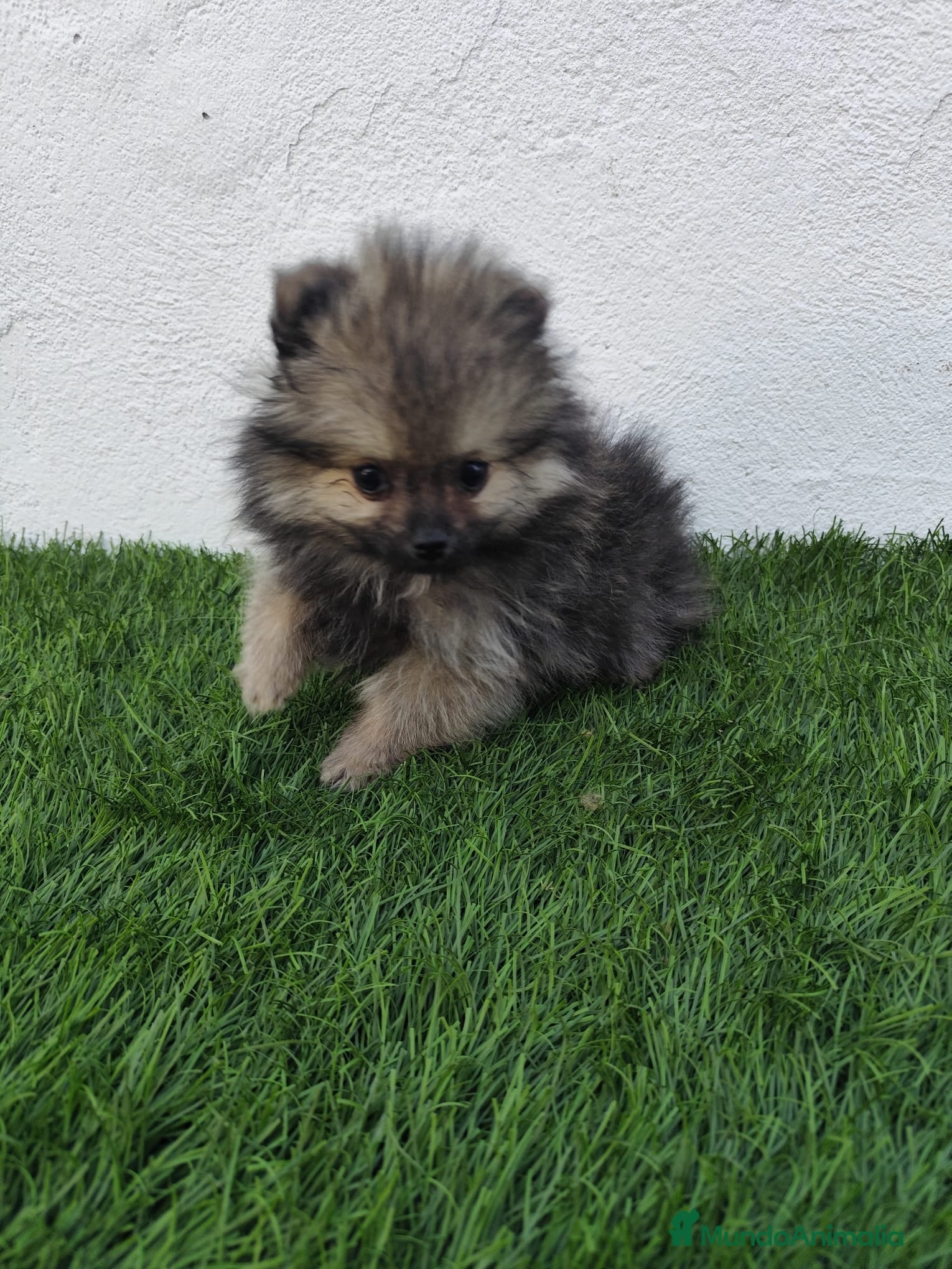 Pomerania perros en venta: Pomerania toy  - Anuncio 6