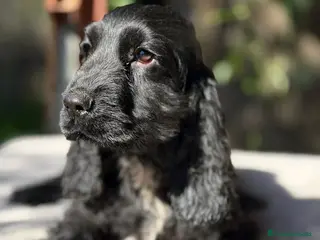 Cocker Spaniel Inglés perros COCKER SPANIEL INGLES NEGRO - Anuncio 2