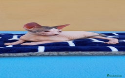 Sphynx gatos en venta: Machito  - Imagen 3