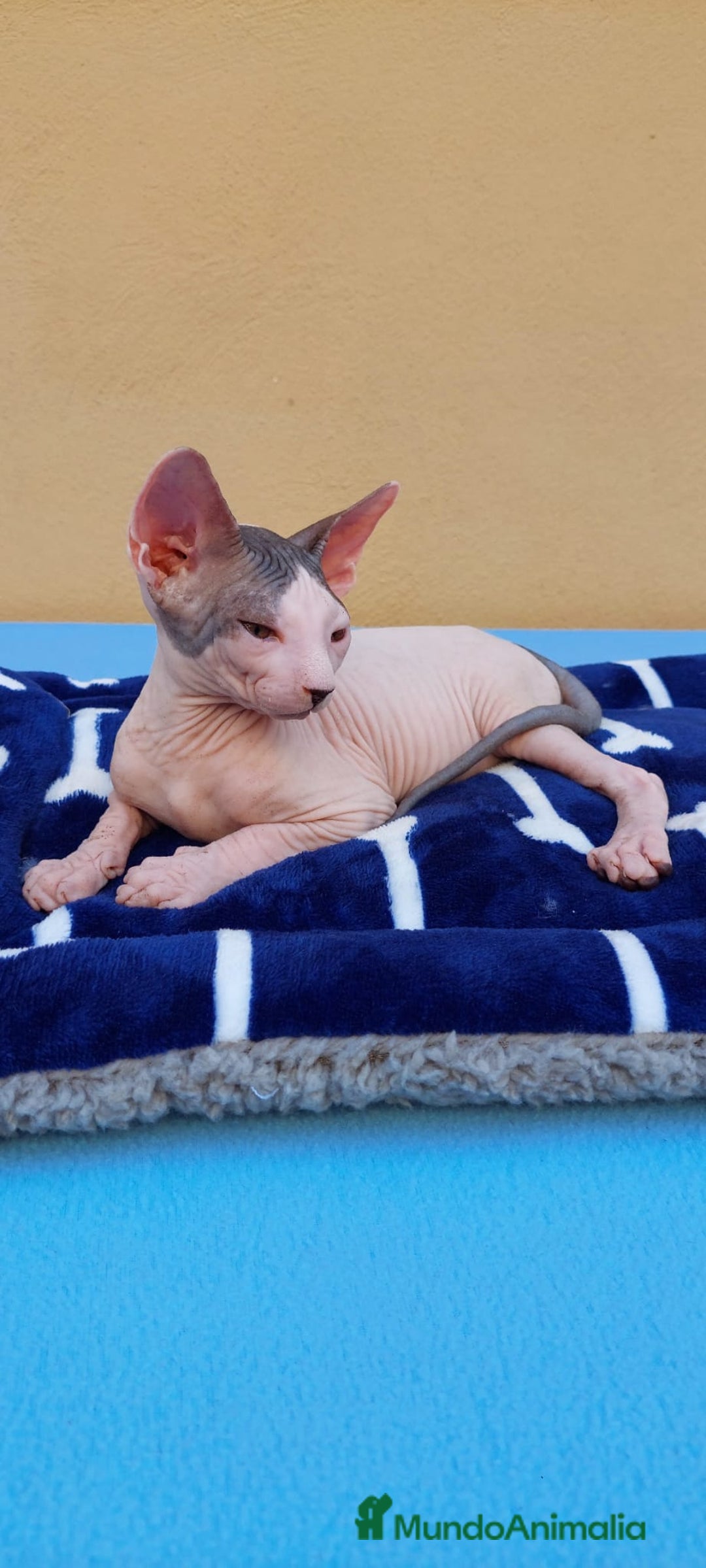 Sphynx gatos en venta: Machito  - Imagen 3