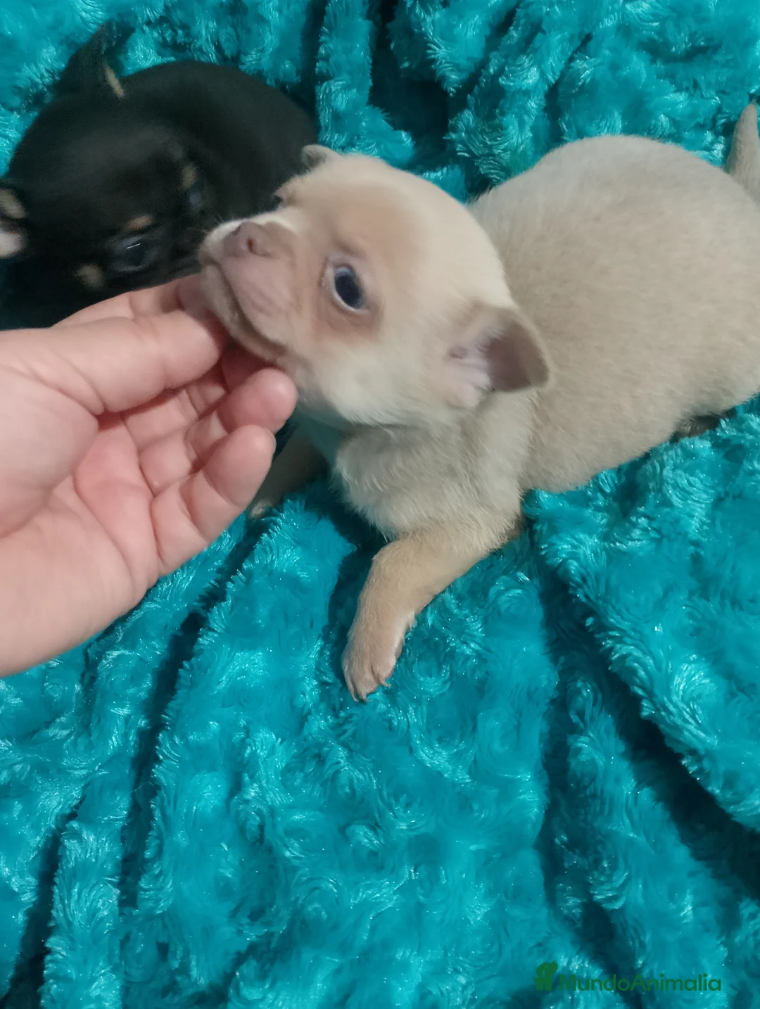 Chihuahua perros en venta: Chihuahua macho ojos azules los dos ojos  - Anuncio 2