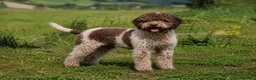 Perro de Agua Español perros en venta: Lagotto Romagnolo en Valencia - Anuncio 6