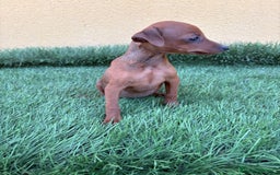 Pinscher Miniatura perros en venta: Machos y hembras Pinscher miniatura toy  - Imagen 9