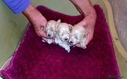 Maltipoo perros en venta: LINDAS HEMBRITAS DE MALTIPOOS - Imagen 3