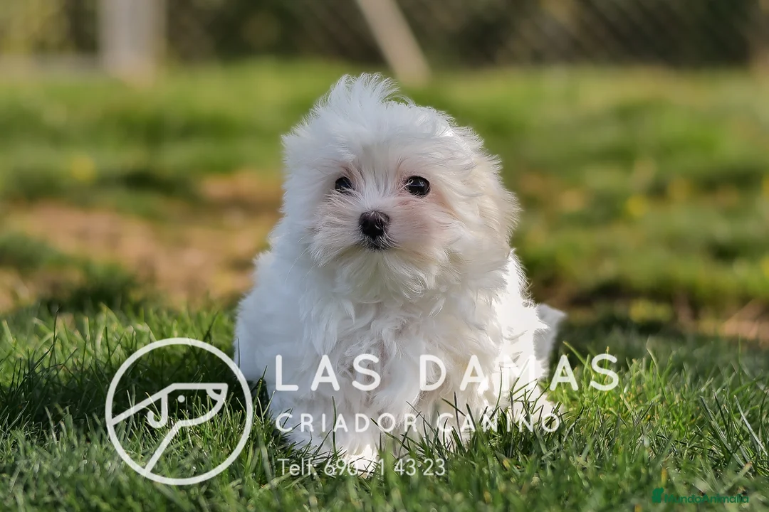 Bichón Maltés perros en venta: BICHÓN MALTÉS DISPONIBLE - Anuncio 1