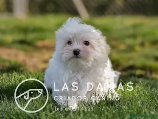 Bichón Maltés perros BICHÓN MALTÉS DISPONIBLE - Anuncio 21