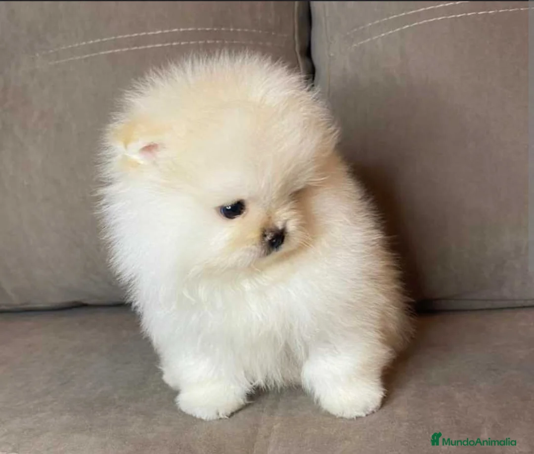 Pomerania perros en venta: ‼️POMERANIAS AMERICANOS TAMAÑO TOY - Anuncio 2
