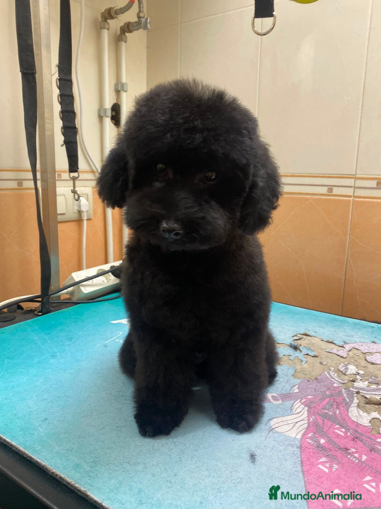 Caniche Enano perros Caniche enano oportunidad - Anuncio 1