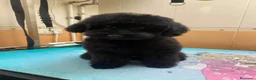 Caniche Enano perros en venta: Caniche enano oportunidad - Anuncio 1