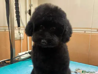 Caniche Enano perros Caniche enano oportunidad - Anuncio 1