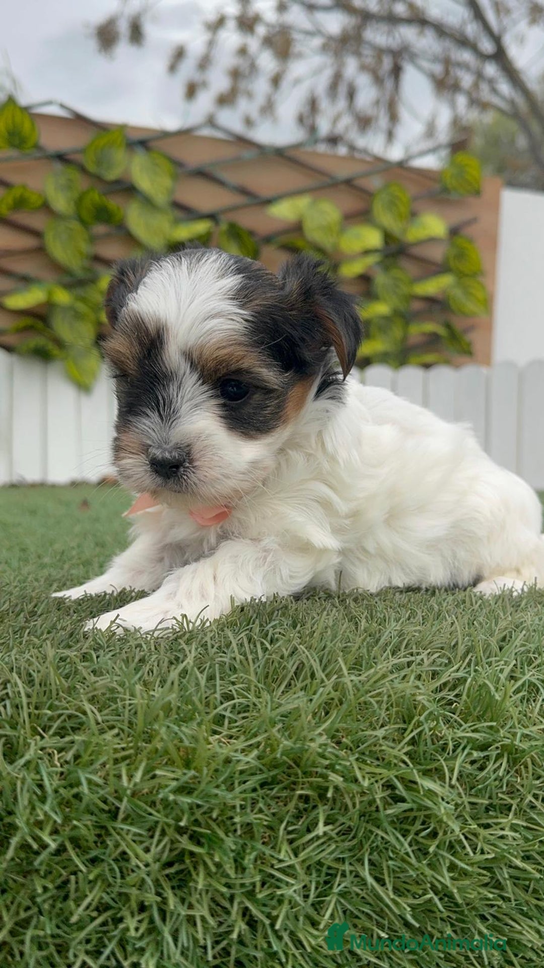 Yorkshire Terrier perros en venta: YORKSHIRE BIEWER HEMBRA - Anuncio 15