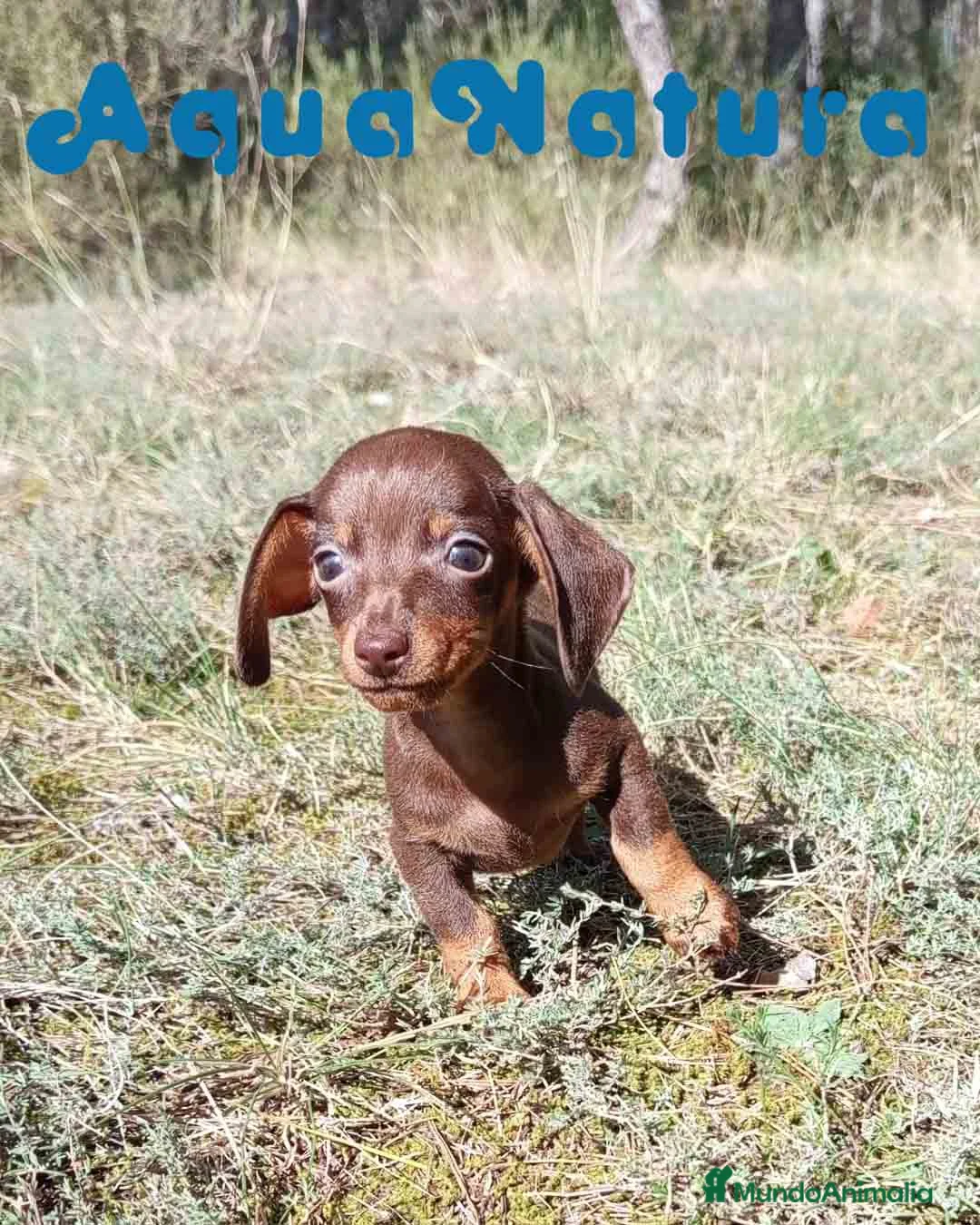 Teckel Miniatura perros en venta: Teckel Macho 3 de Lena AQUANATURA - Anuncio 4