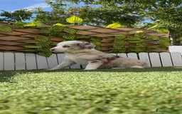 Border Collie perros en venta: BORDER COLLIE HEMBRA RED MERLE - Imagen 22