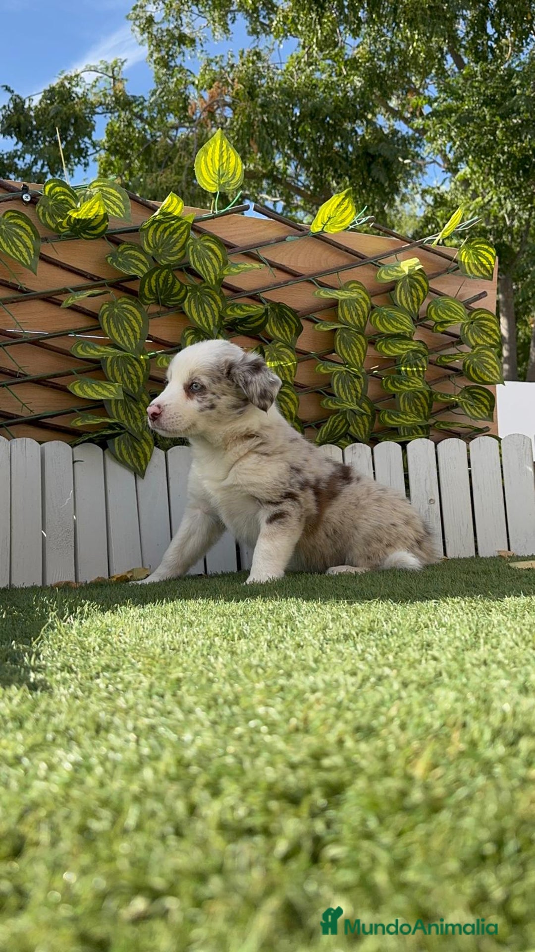 Border Collie perros en venta: BORDER COLLIE HEMBRA RED MERLE - Imagen 22