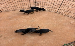 Pinscher Miniatura perros en venta: Pinscher miniatura negro fuego  - Anuncio 11