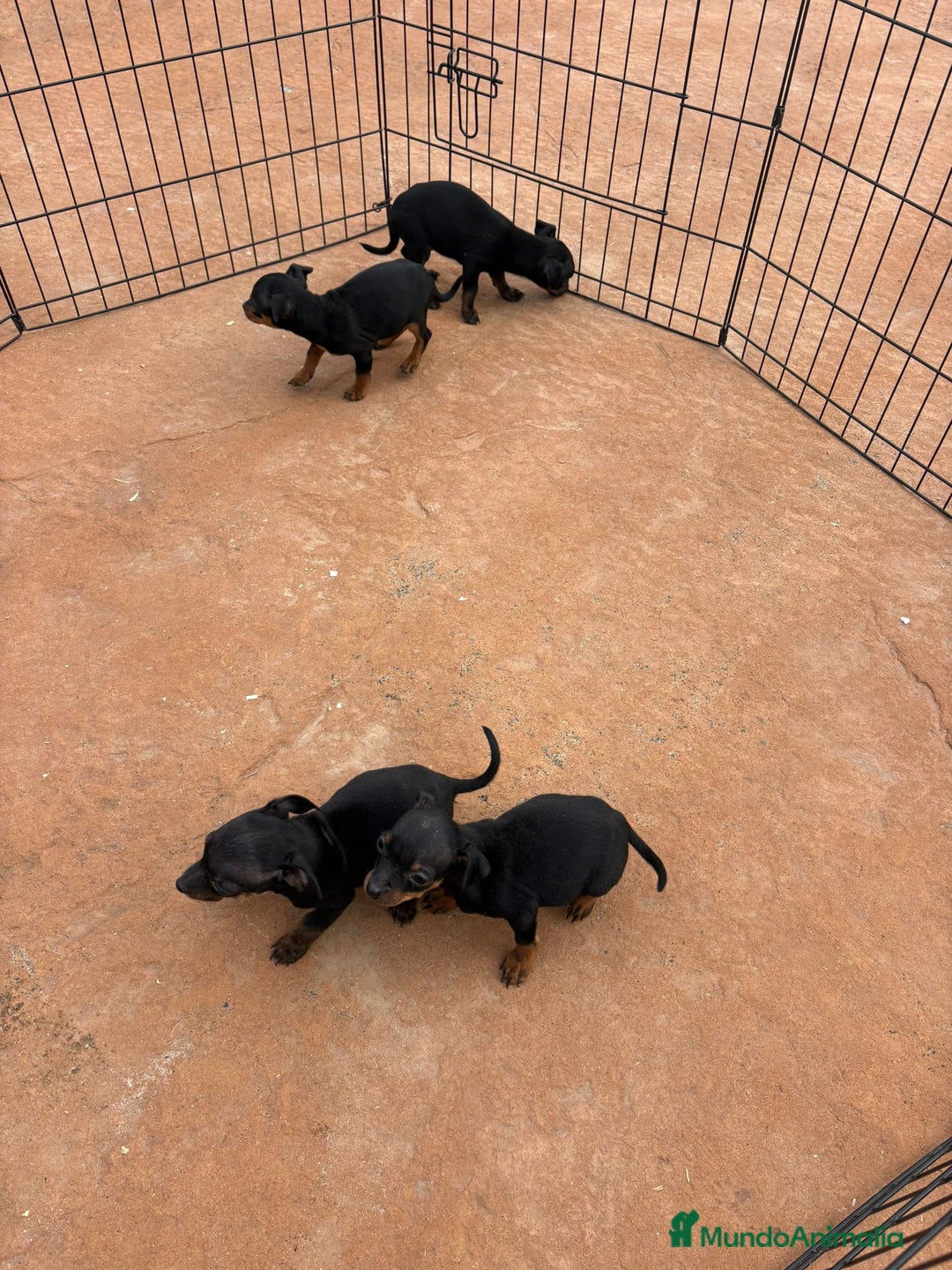 Pinscher Miniatura perros en venta: Pinscher miniatura negro fuego  - Anuncio 11