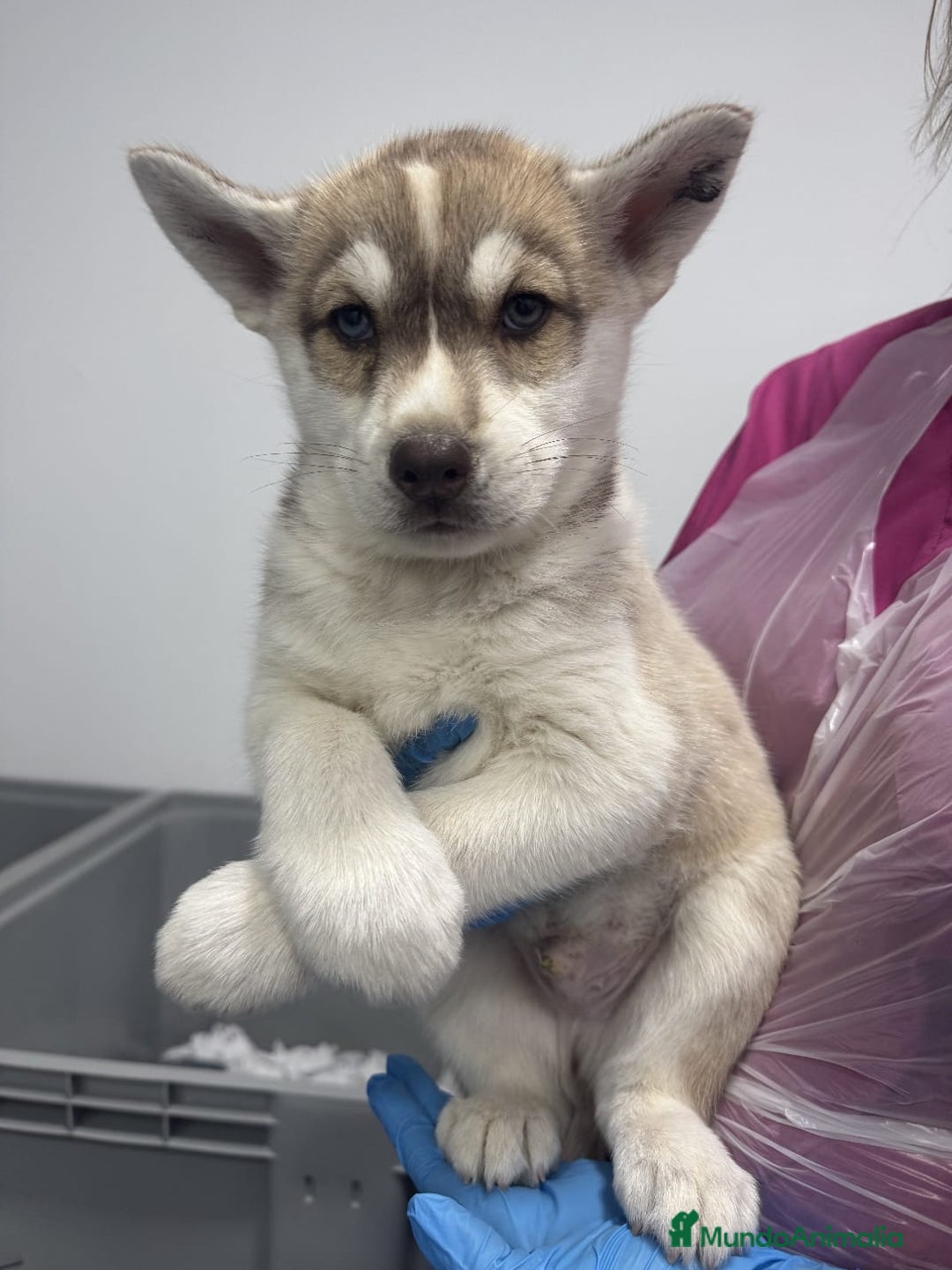 Husky Siberiano perros en venta: Husky Siberiano - Imagen 2