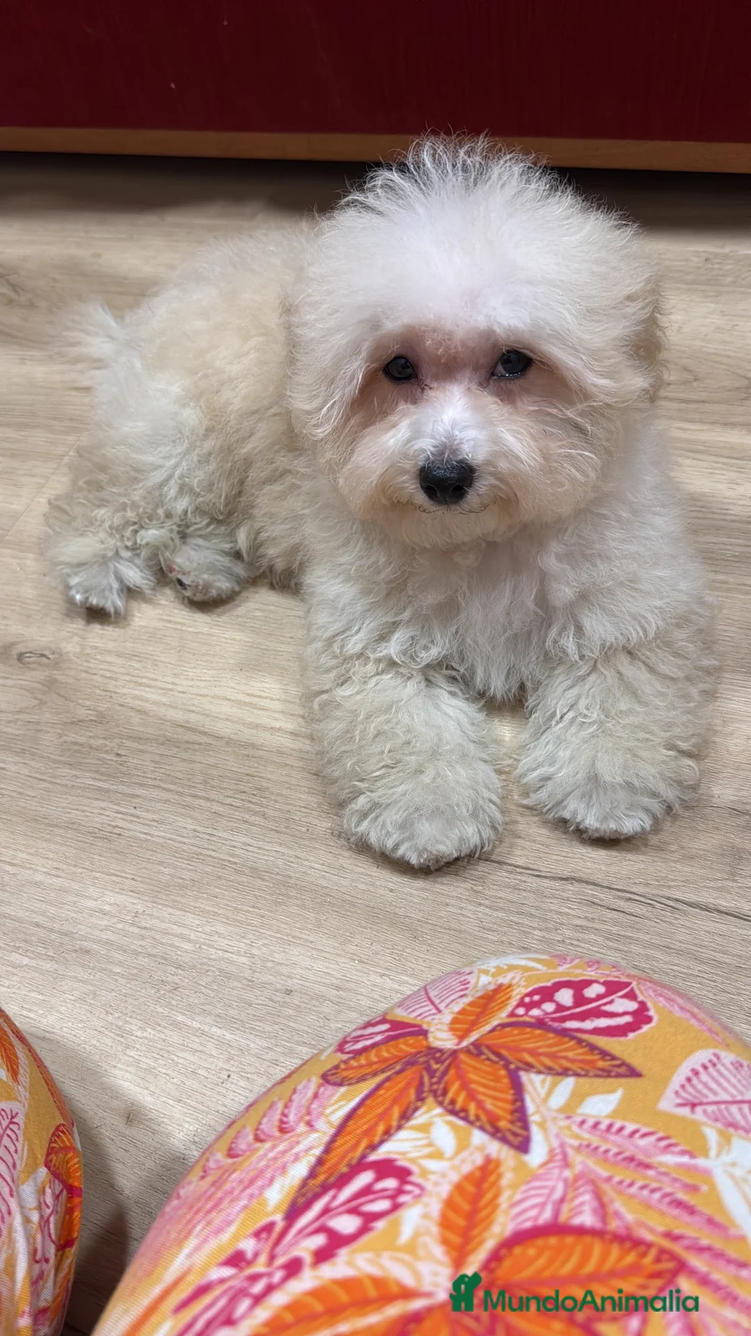Maltipoo perros en venta: Maltipoo macho divino  - Anuncio 2