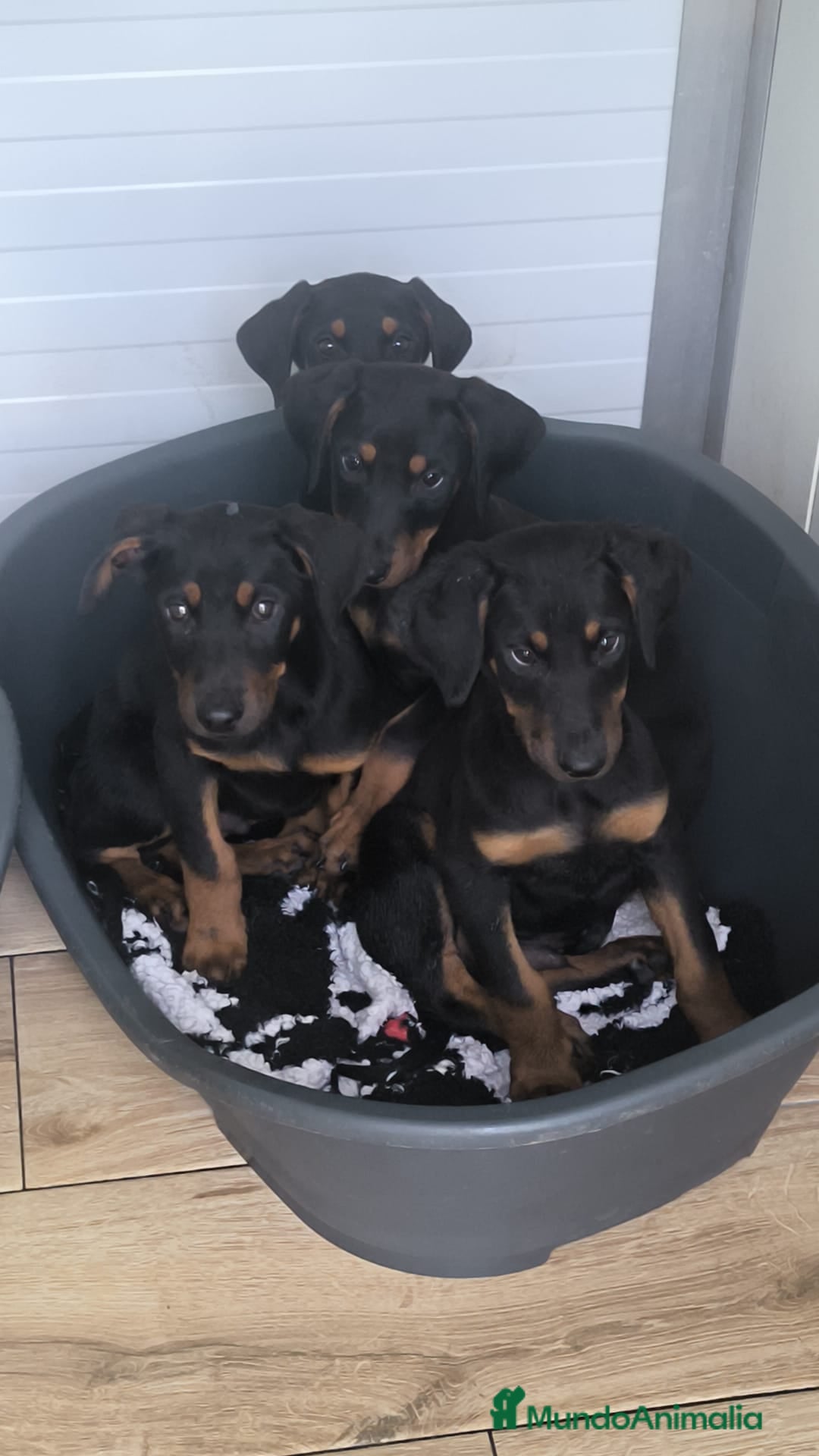 Dobermann perros Doberman europeos  - Anuncio 1