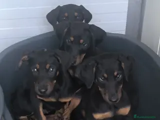 Dobermann perros Doberman europeos - Anuncio 1