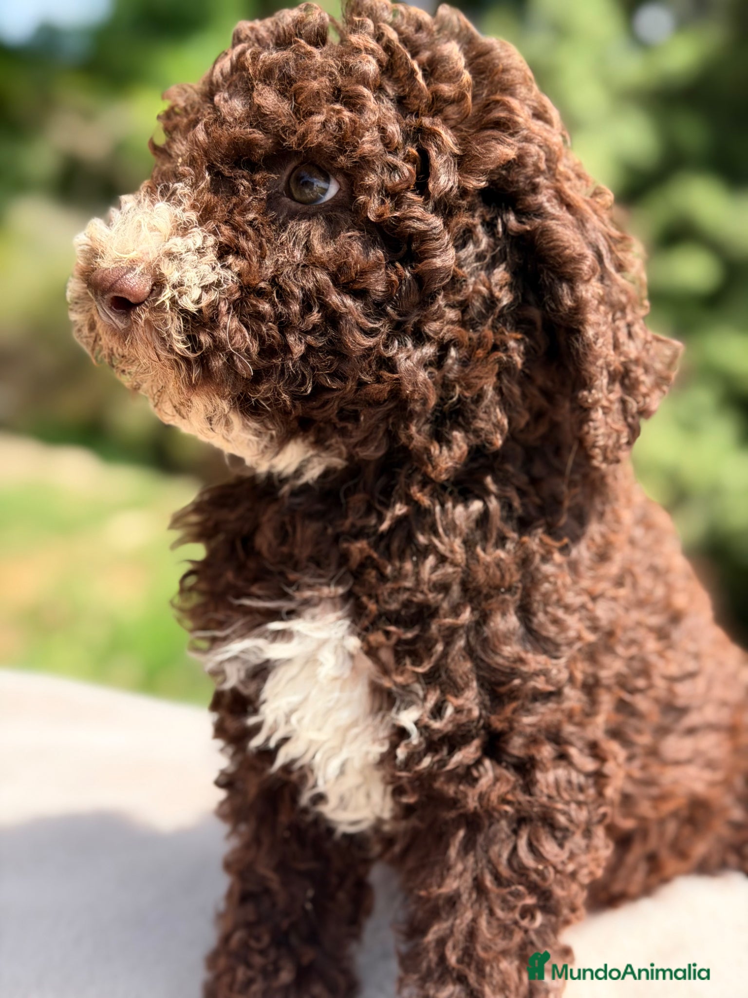 Perro de Agua Español perros Perro de agua chocolate  - Anuncio 4