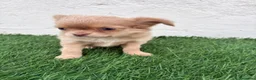 Chihuahua perros en venta: Chihuahua  - Anuncio 3